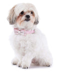 Pup-Gone Glam Pet Gift Set